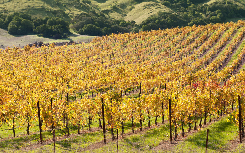 Chardonnay Olive Oil Scrub: Fairmont Sonoma Mission Inn and Spa, Calif.