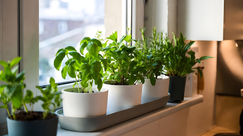 Windowsill with several plants on ledge.