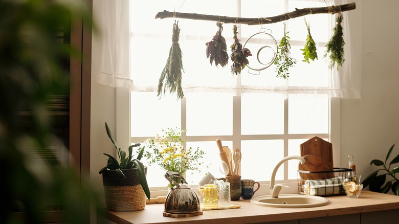 A row of hanging herbs dangle above a kitchen window