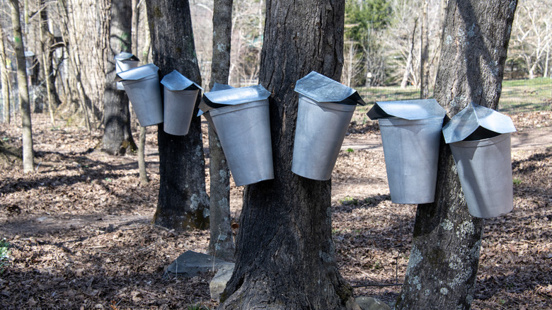 Metal sap collecting buckets attached to maple trees.