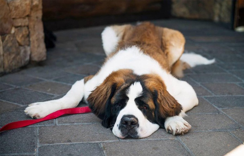 10 Hotels That Put Pets on the Payroll