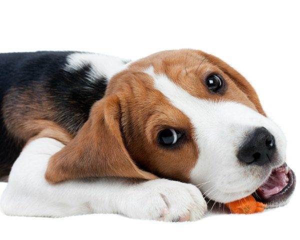 Human Foods for Dogs