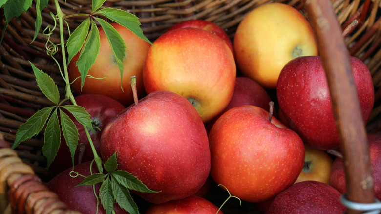Fresh, ripe apples in a wicker basket