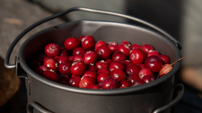 Cranberries in a metal bucket