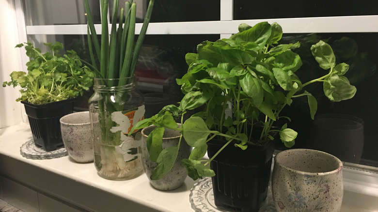 Several fresh herbs growing in small pots and jars on a windowsill