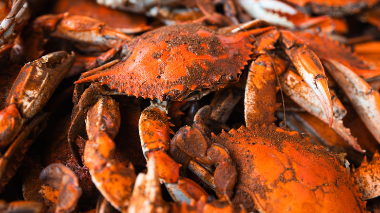 A pile of cooked Maryland blue crab