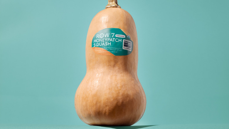 Honeypatch squash on blue background