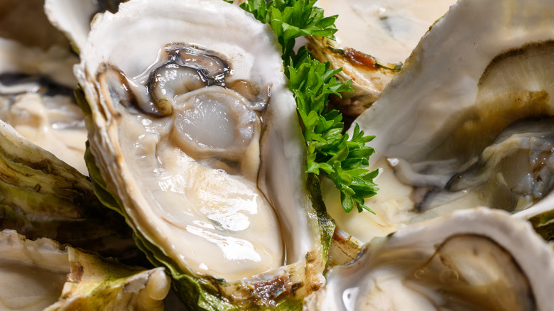 Close-up of raw oysters