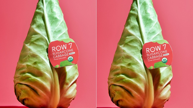 Sugarcone cabbage on pink background