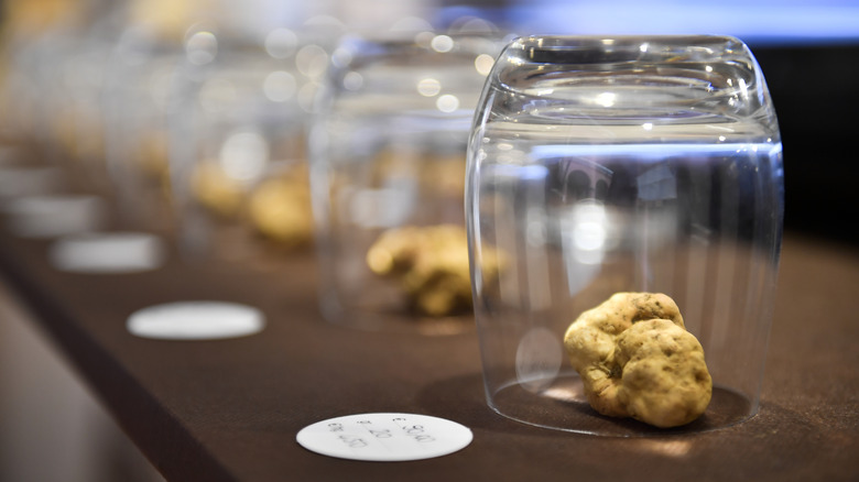 White truffles on a woodenboard