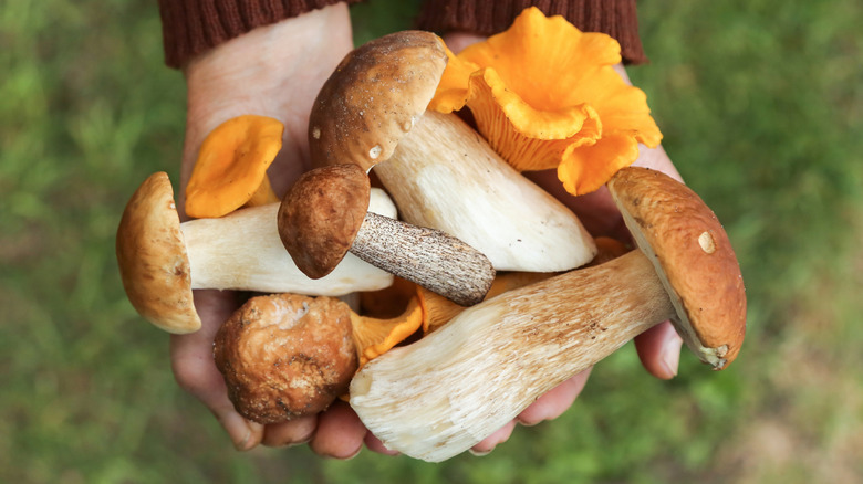 Hands holding different mushrooms