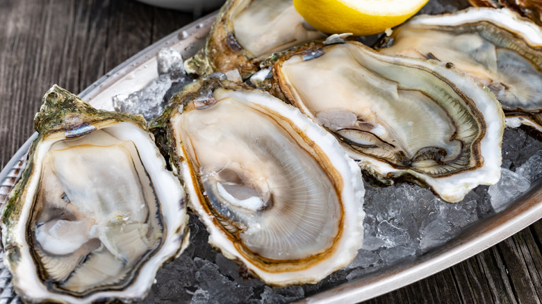 Plate of raw oysters