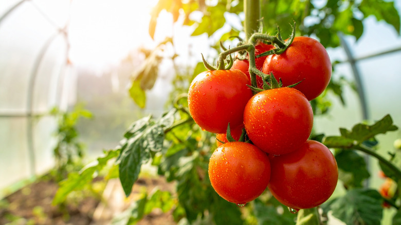 Tomatoes growing on a vine
