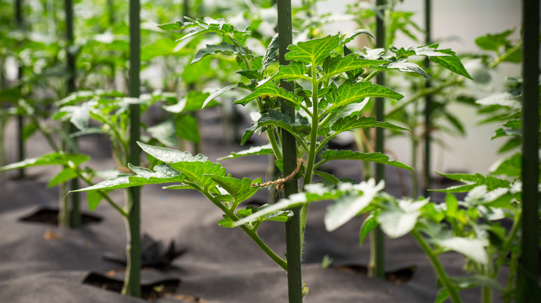 A staked tomato plant