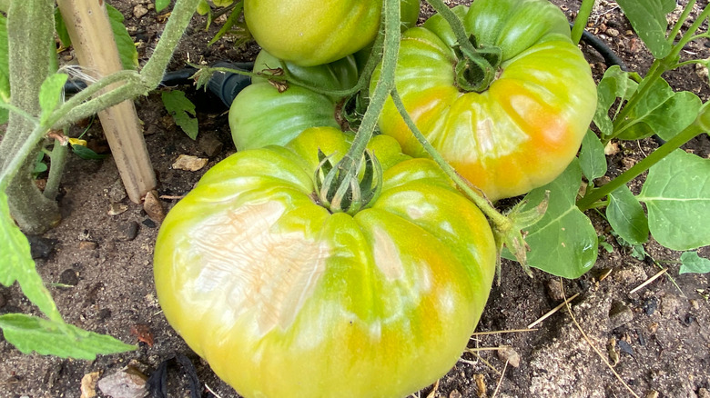 Sunscald on tomato plants