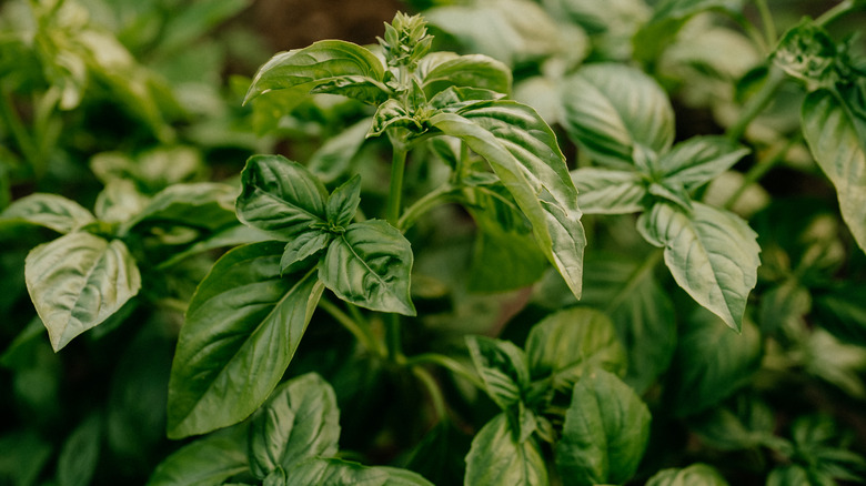 Basil plants