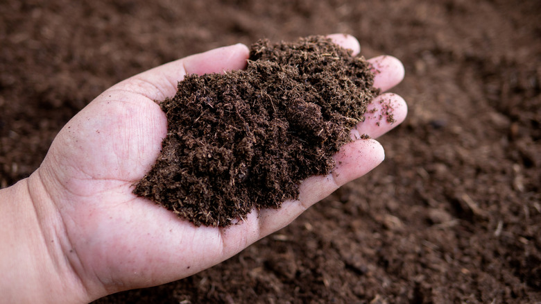 A hand holds a handful of soil
