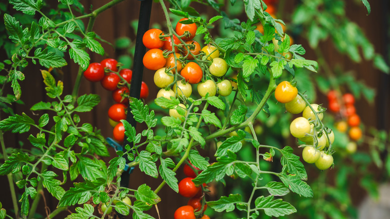 Cherry tomatoes grow in a garden