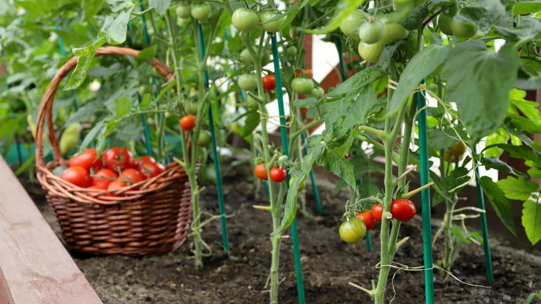 Tomato plants growing
