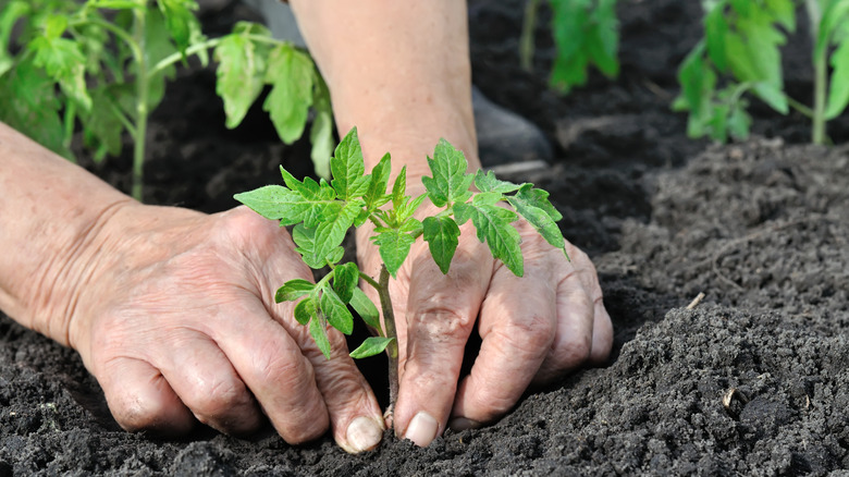 A hand plants a tomato plant