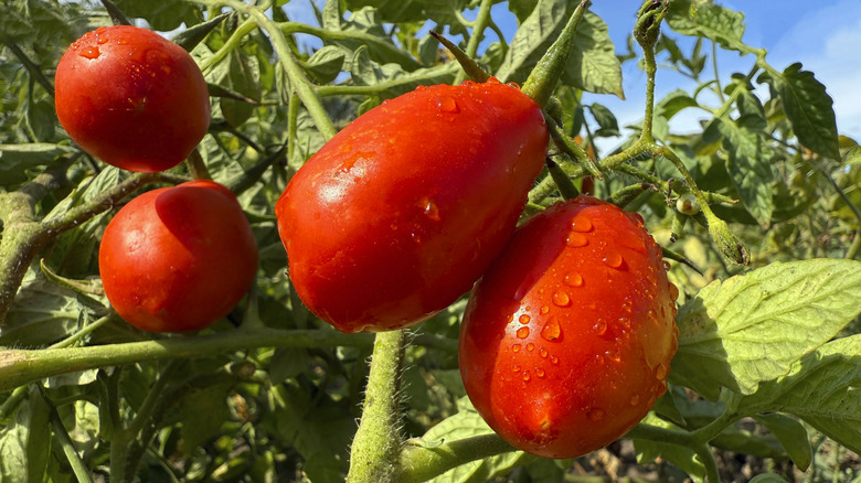 Ripe tomatoes growing in a garden
