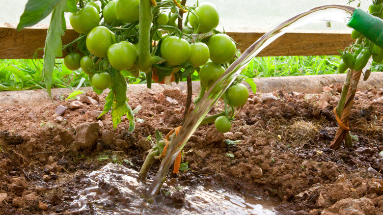 Watering a tomato plant in a garden
