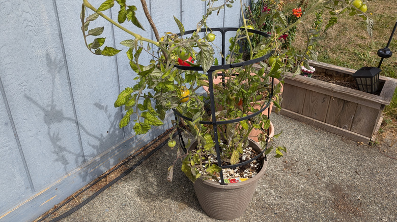 A tomato plant growing in a cage