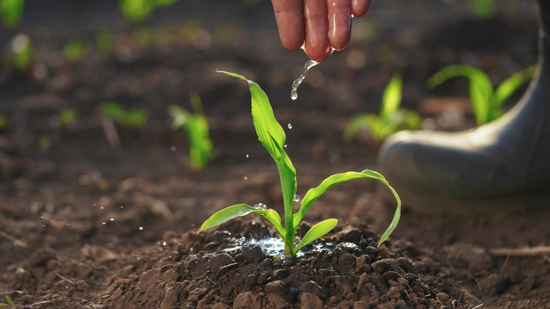 A hand waters a green plant, sprouting out of soil