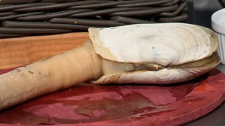 Geoduck on a plate on the TV show "Chopped"