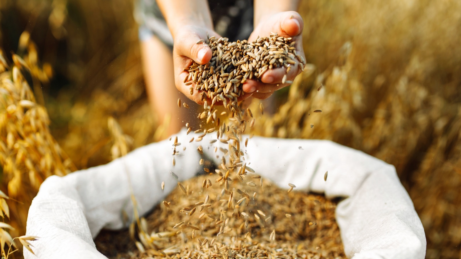 10 Of The Worst Food Shortages Throughout History