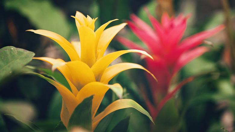 Yellow and red Bromelias in bloom