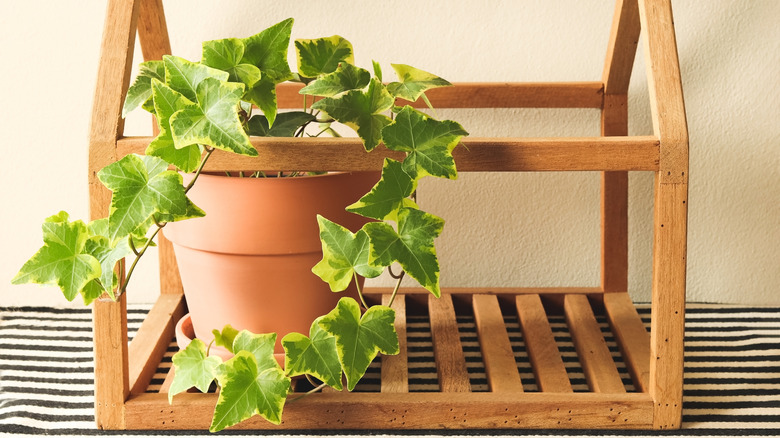 English ivy in wooden frame