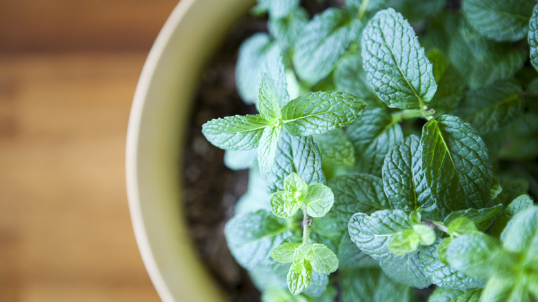 Close-up of mint plants in planter
