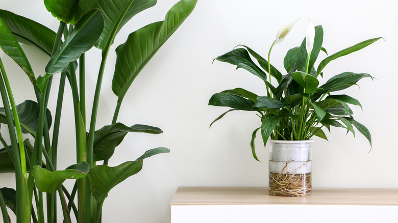 Peace lily and larger plant in home
