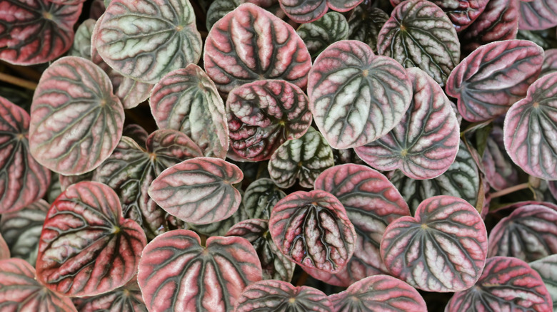 Red peperomia leaves