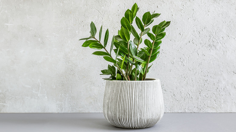 ZZ plant in ceramic pot