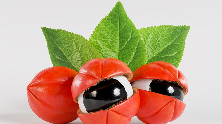 Guarana berries and leaves