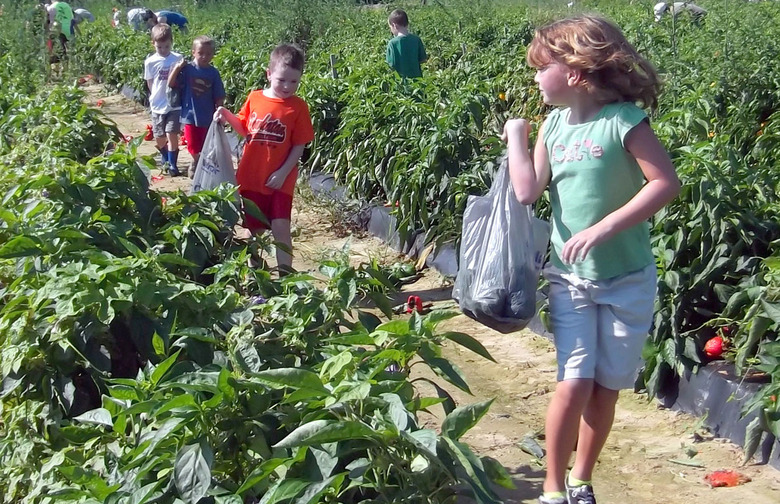 Food Insecurity Affects 20 Percent of Households with Children