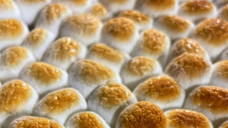 Close up of toasted marshmallows lined up
