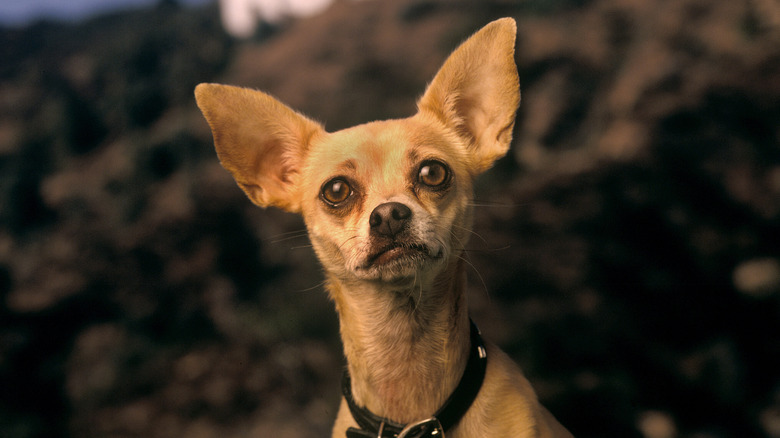 Gidget the Taco Bell Chihuahua 