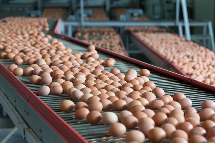 They Serve Two Percent of the Eggs Used in the Food Service Industry