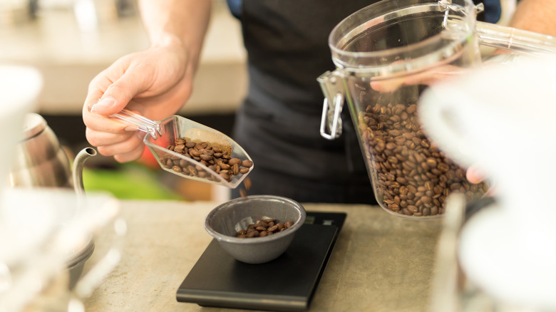 A barista measuring whole coffee beans on a scale