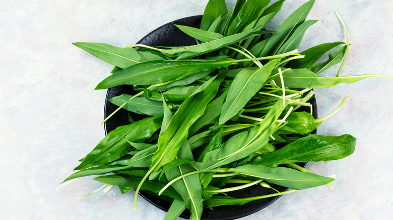 Fresh green wild ramps against a white background