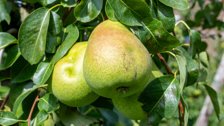 a cluster of green concorde pears hanging from a tree branch in an orchard