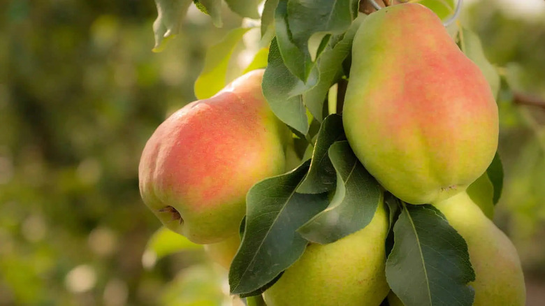 close-up of a cluster of happi pears hanging from a tree branch in an orchard