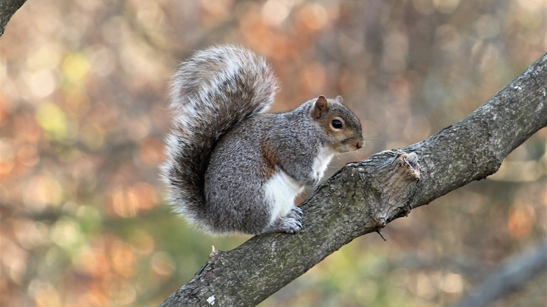 Squirrel on branch