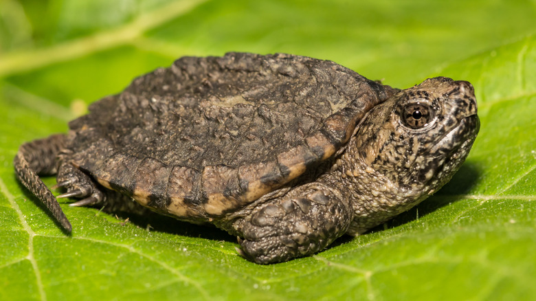 turtle on leaf