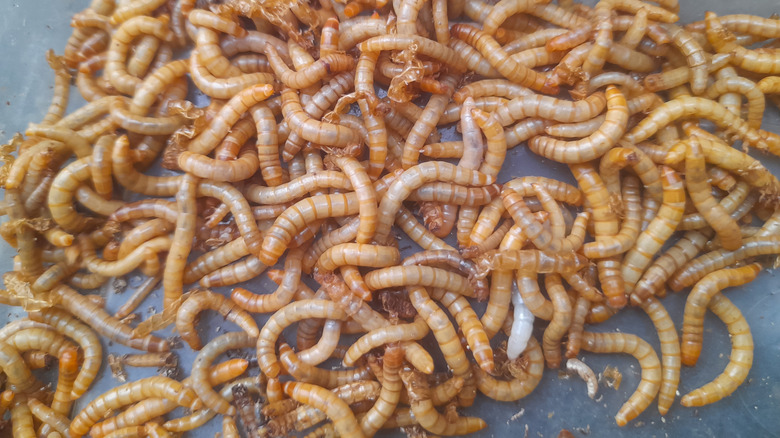 Maggots