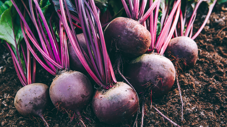 beets with greens against dirt