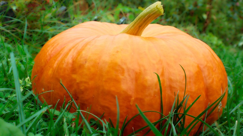 sugar pumpkin in a field